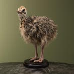 Struisvogel Kuiken Taxidermie Opgezette Dieren By Max, Ophalen of Verzenden, Nieuw, Vogel, Opgezet dier