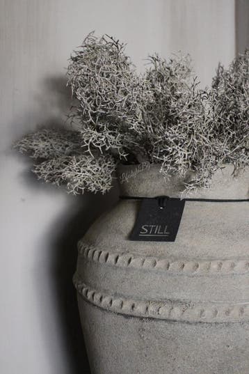 Brynxz Corokia bos Grey wash 42 cm, Ophalen of Verzenden, Nieuw