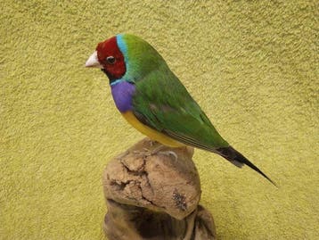 Gouldian Amadina Taxidermie volledige montage - Cloebia, Nieuw