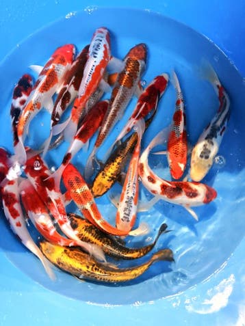 Hirasawa Marusei 24-28cm (Japanse Koi), Karper of Koi