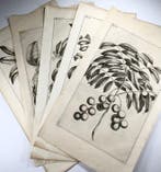Rumpfius, Paul August; Lot of 6 large folios, Herbarium, Antiek en Kunst, Antiek | Boeken en Bijbels