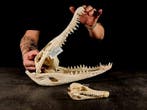 volwassen koppel + krokodillenkind Taxidermie volledige, Nieuw