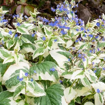 Brunnera macrophylla Dawsons White - Wortelgoed - 5 stuk, Verzenden