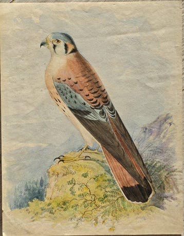 attribuita a Charles H. Turner (1848–1908) firma leggibile
