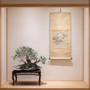 Bonsai of Olijfboom - Verzamelingstuk - Hoogte (boom): 57 cm