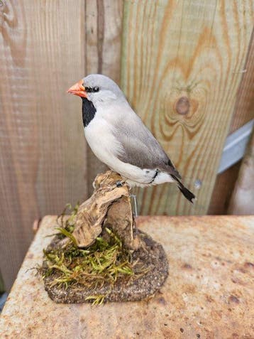 Spitsstaart amadine Taxidermie volledige montage - Poephila, Nieuw