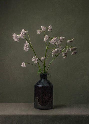 Tessa Posthuma de Boer - Eupatorium