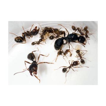 Mierenkolonie Messor Barbarus (Koningin en 10+ Werksters) -, Dieren en Toebehoren