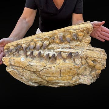 Kaak van een mosasauriër - Gefossiliseerde kaak - Mosasaurus