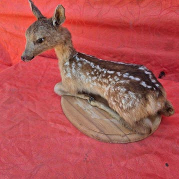 Faon de Cerf - Taxidermie wandmontage - Cervus elaphus -, Nieuw
