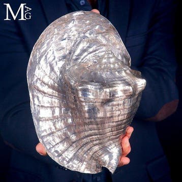 Grote Lobatus Goliath-schelp met een luxueuze volledige