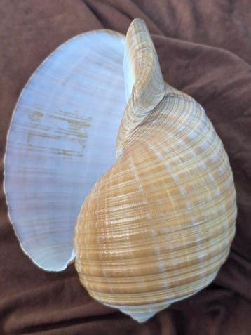 schelp Zeeschelp - Tonna galea (Zonder minimumprijs)