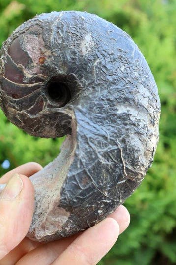 Nautilus - Gefossiliseerde schelp - Cenoceras belmontense -