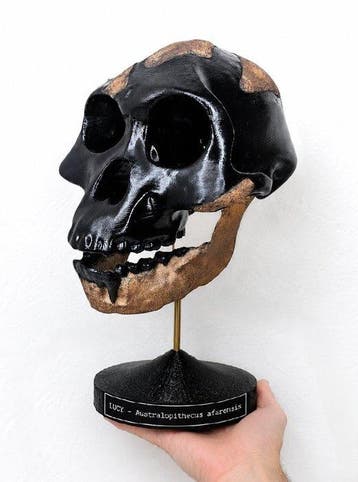 Fossiele schedel - Australopithecus afarensis “Lucy” (AL