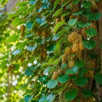 Actinidia Jenny container (P9) crèmewit, Wit, Verzenden