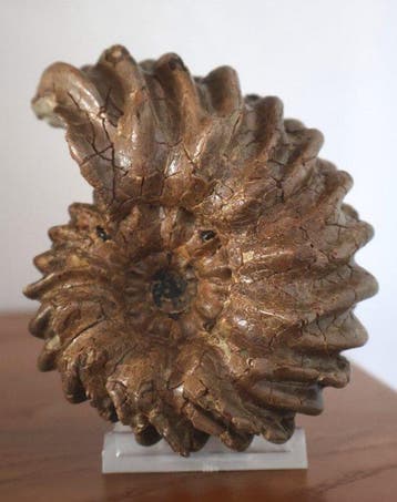 Ammoniet van Troyes - Gefossiliseerde schelp - Hoplites