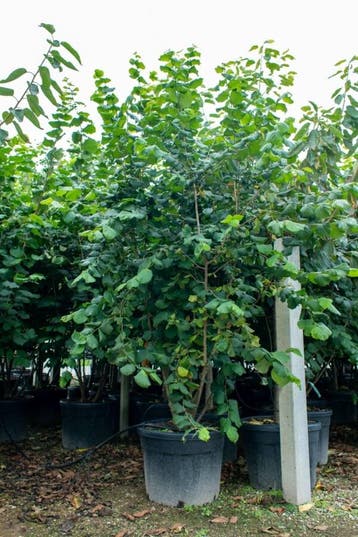 Corylus colurna meerstammig