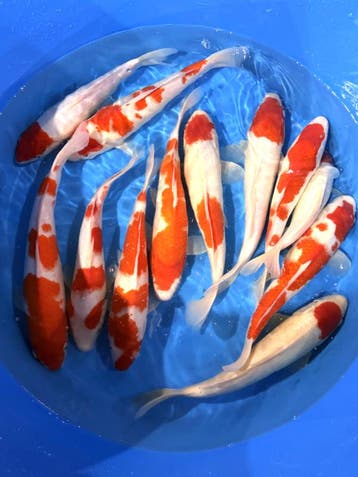 Hirasawa Marusei 30-37cm (Japanse Koi), Karper of Koi