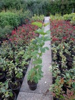 gelderse roos , viburnum opulus in pot, Ophalen of Verzenden, In pot, Minder dan 100 cm