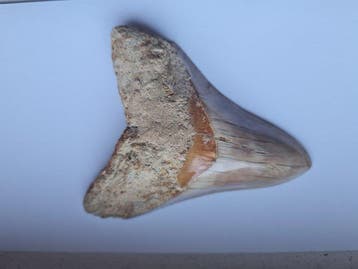 Megalodon - Fossiele tanden - 11 cm - 8.3 cm, Verzamelen