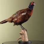 Fazant Taxidermie Opgezette Dieren By Max, Ophalen of Verzenden, Nieuw, Vogel, Opgezet dier