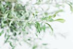 Pyrus salicifolia Pendula treurvorm 80cm stam