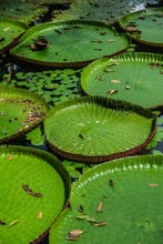 Gilliard Bressan - Victoria amazonica - XL