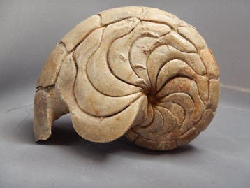 Nautilus - Gefossiliseerd dier - Aturia - 11 cm - 9 cm, Verzamelen, Mineralen en Fossielen