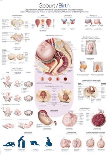 Anatomie poster geboorte (Duits/Engels/Latijn, papier, 5..., Nieuw