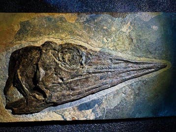 Fossiele matrix - Ichthyosauria - 29 cm