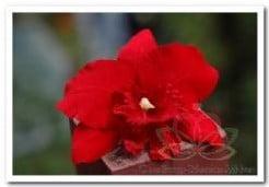 Rode Orchidee Zijden bloem, Hobby en Vrije tijd, Knutselen, Nieuw, Ophalen of Verzenden