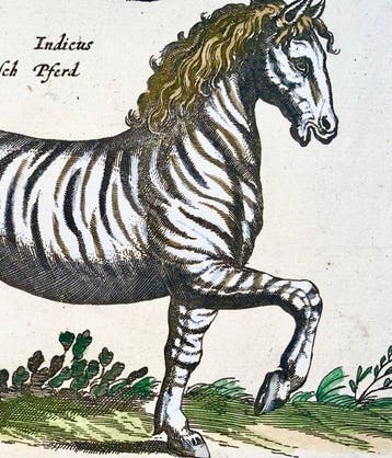 Matthäus Merian (b1593) - hand col. folio: Zebra, Horse -