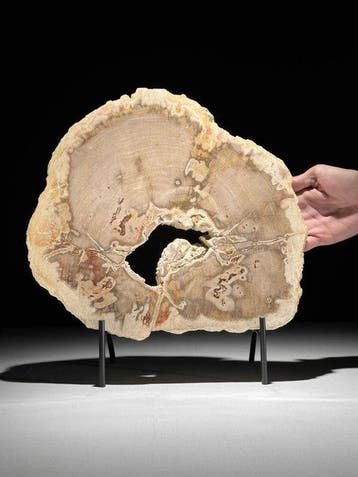 C - Prachtige grote plak versteend hout op een op maat, Antiek en Kunst