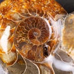 Ammoniet - Fossiel fragment - Gepolijst - - Gefossiliseerde, Verzamelen, Mineralen en Fossielen