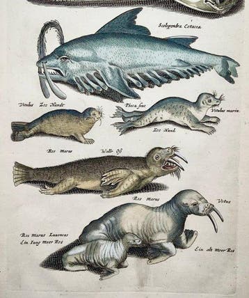 Matthäus Merian (b1593) - hand col. folio: Sea Monster,, Antiek en Kunst