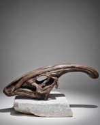 Parasaurolophus-schedel replica – groot, met de hand