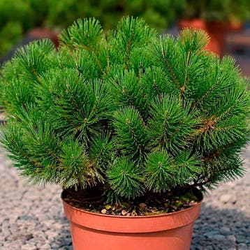 Pinus mugo pumilio container (P19) Coniferen, Groen, Tuin en Terras, Verzenden