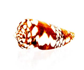 exclusief stuk  Taxidermie volledige montage - Conus amadis