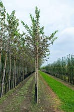 Cydonia oblonga Vranja hoogstam