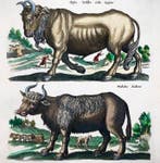 Matthäus Merian (b1593) - hand coloured folio: Bison,