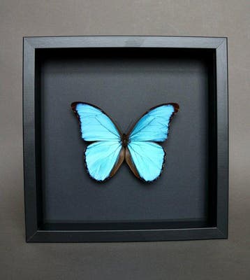 Vlinder Taxidermie volledige montage - Morpho didius - 23 cm