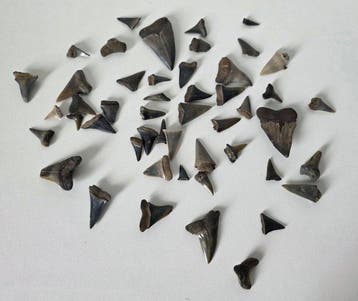 49 Fossiele haaientanden vermoedelijk Cretoxyrhina mantelli,