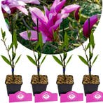 Magnolia Betty + pot 9cm 4 pcs, Verzenden, Volle zon
