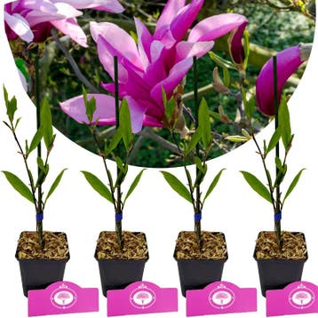 Magnolia Betty + pot 9cm 4 pcs, Verzenden, Volle zon