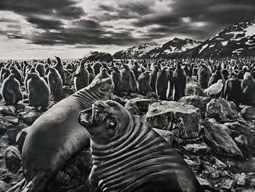 Sebastião Salgado - Saint Andrews Bay, South Georgia, 2009