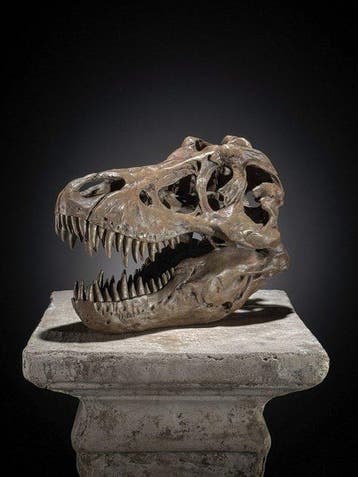 GEEN RESERVEPRIJS - Replica van dinosaurus-schedel -