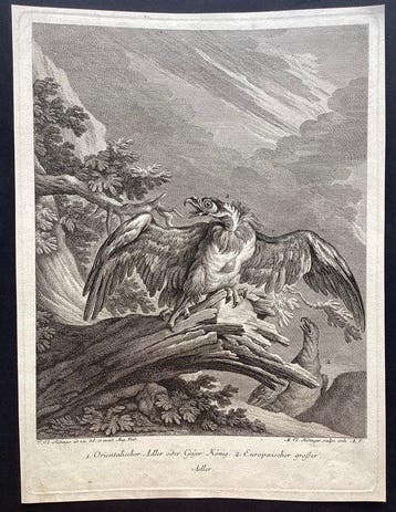 Johann Elias Ridinger (1698–1767) - The Eagle