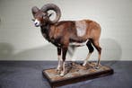 Large Mouflon head-mount Taxidermie wandmontage - Ovis a., Verzamelen, Dierenverzamelingen, Nieuw