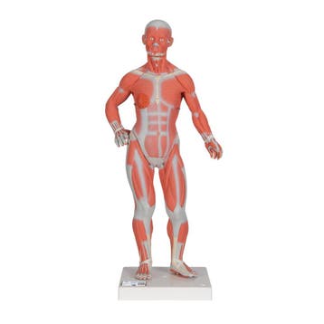 Anatomie model spieren en organen, 2-delig, 57x25x18cm, Nieuw