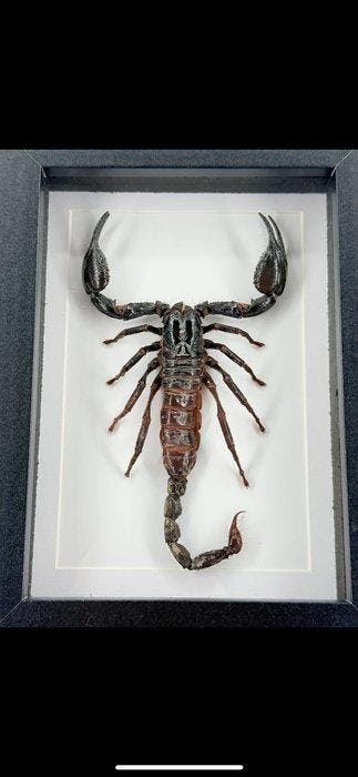 Opgezette Schorpioen in lijst Taxidermie volledige montage -, Verzamelen, Dierenverzamelingen, Nieuw
